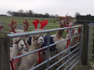 Suri Brian and friends.jpg