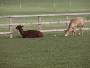 alpacas.jpg