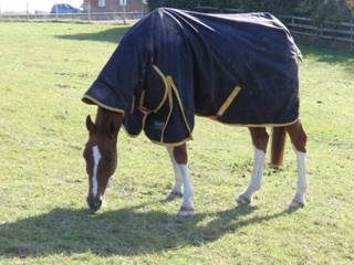 Custer of the West aka Custard.jpg