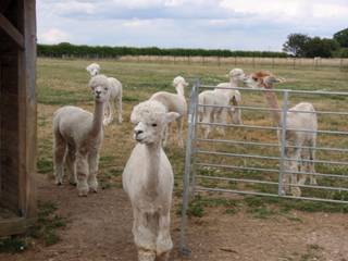g Alpacas.jpg