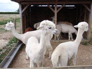h Alpacas.jpg