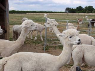 l Alpacas.jpg