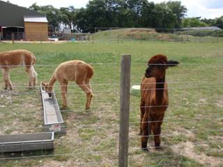 Alpaca girls b.jpg