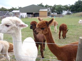 Alpaca girls m.jpg