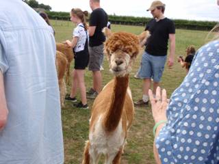 Alpaca girls r.jpg