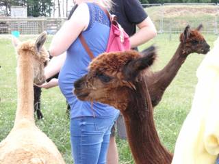 Alpaca girls y.jpg