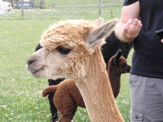Alpaca girls z2.jpg