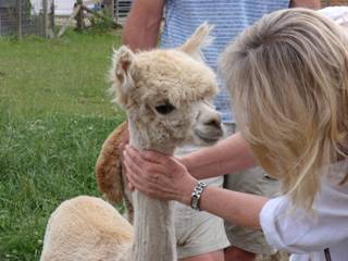 Alpaca girls z10.jpg