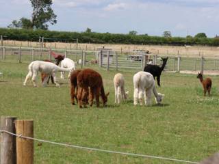 Alpaca girls z12.jpg