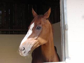 Faraway Mountain 4.jpg