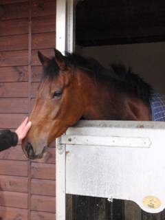 Unnamed Oscar filly.jpg