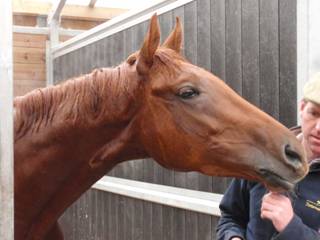 Pride of Pemberley 5.jpg