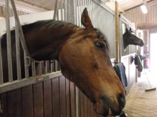 Hot Whiskey N Ice.jpg