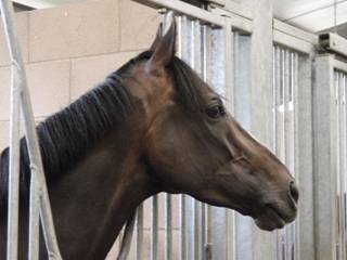 Authorized Too 2.jpg