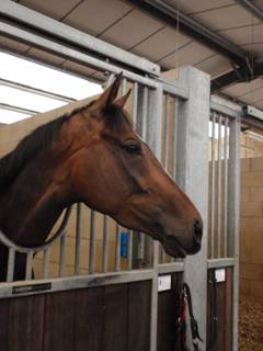 Bingo D'Olivate 6.jpg