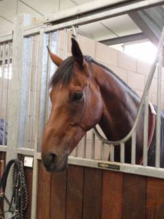 Hot Whisky N Ice.jpg