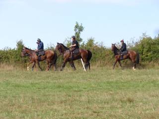 Horses return from the gallops 2 r.jpg