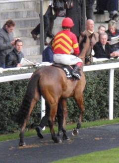 Ascot red4.jpg