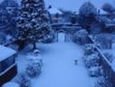 Snow red 3.jpg