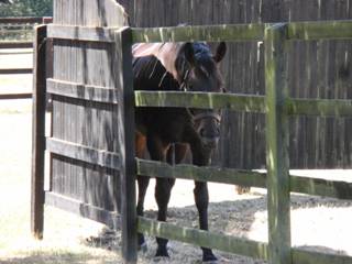 Stallion Marcel.jpg