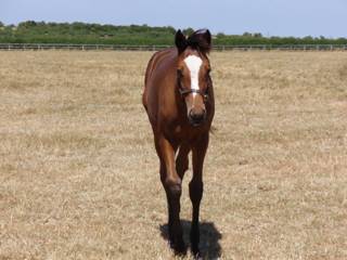 Filly foal.jpg
