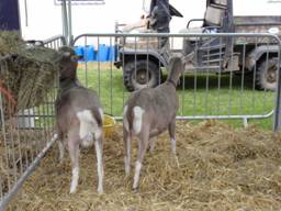 goats.jpg