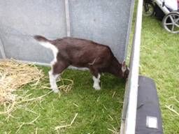 Taz the British Toggenburg goat.jpg