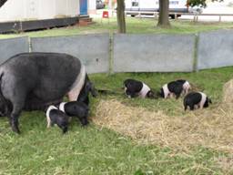 Saddleback piggies r.jpg