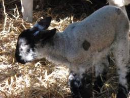 Lambs 1 r.jpg