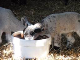 Lambs 2 r.jpg