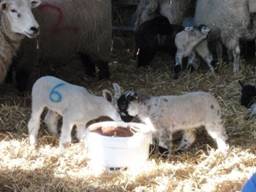Lambs 3 r.jpg