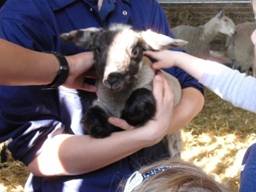 Lambs 4 r.jpg