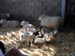 Lambs 6 r.jpg