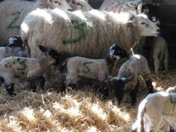 Lambs 7 r.jpg