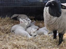 Lambs 8 r.jpg