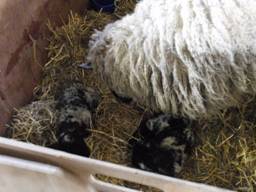 Lambs 9 r.jpg