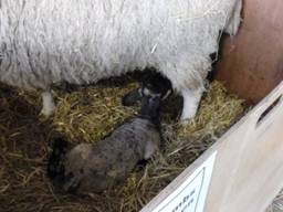 Lambs 9a r.jpg