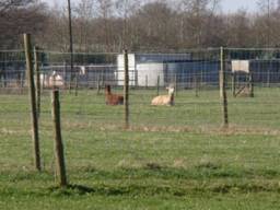 Alpacas 1 r.jpg