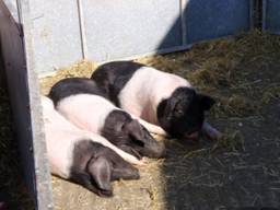 Piggies r.jpg