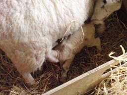 sheep 2 r.jpg