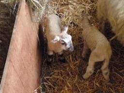 sheep 3 r.jpg