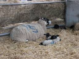 sheep 4 r.jpg