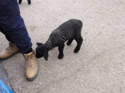 sheep 7 r.jpg