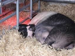 saddleback piggies r.jpg