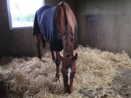 mare r.jpg