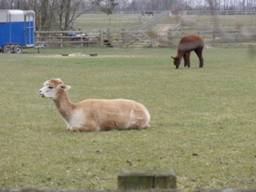 alpacas r.jpg
