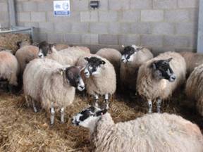 Expectant mums.jpg