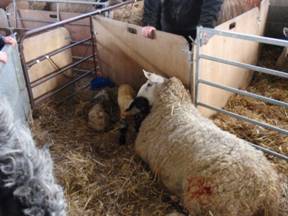 new mum.jpg