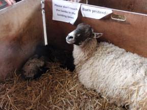 mum and twins.jpg