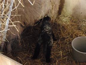 spotty lamb.jpg
